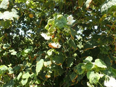 Dombeya cymosa, photographed by Nicola van Berkel