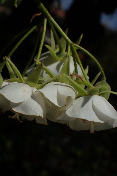Dombeya cymosa, photographed by Nicola van Berkel