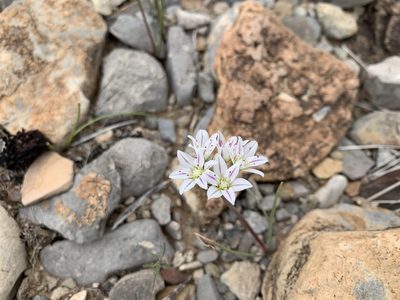 Allium macropetalum, photographed by CK2AZ