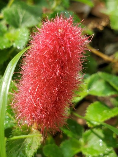 Acalypha herzogiana, photographed by Christi Miltz