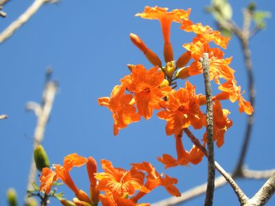 Cordia dodecandra, photographed by Juan Cruzado Cortés