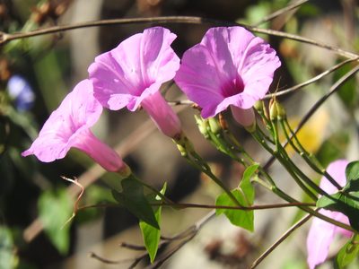 Ipomoea splendor-sylvae, photographed by Juan Cruzado Cortés