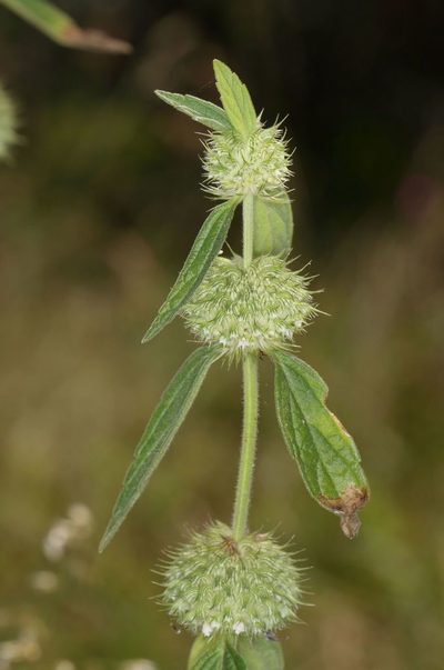 Leucas martinicensis, photographed by Alan Manson