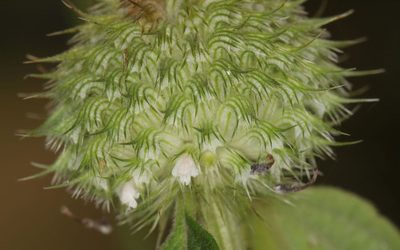 Leucas martinicensis, photographed by Alan Manson