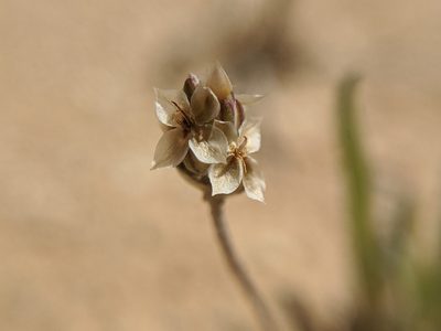 Plantago ovata, photographed by Alex Heyman