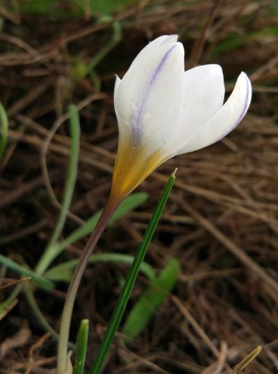 Crocus adamioides, photographed by katunchik