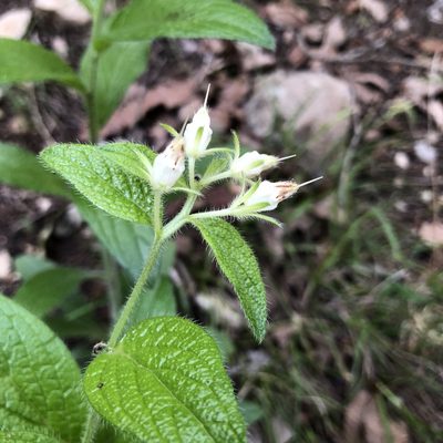 Lithospermum helleri, photographed by Clifton Ladd, C.W.B.