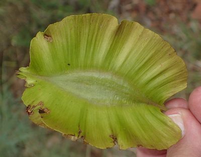 Combretum zeyheri, photographed by Nicola van Berkel
