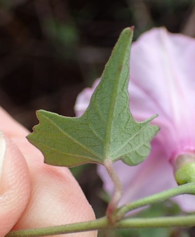 Ipomoea papilio, photographed by Nicola van Berkel