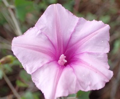 Ipomoea papilio, photographed by Nicola van Berkel