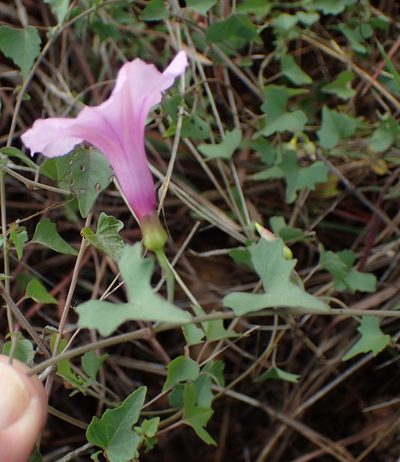 Ipomoea papilio, photographed by Nicola van Berkel