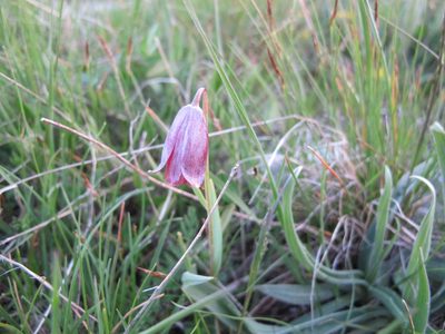 Fritillaria caucasica, photographed by Grzegorz Grzejszczak