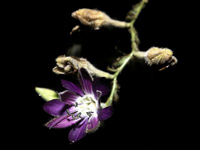 Malesherbia linearifolia, photographed by Asiel Olivares