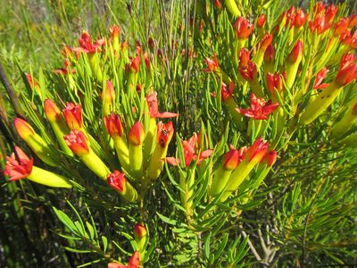 Penaea retzioides, photographed by douglaseustonbrown