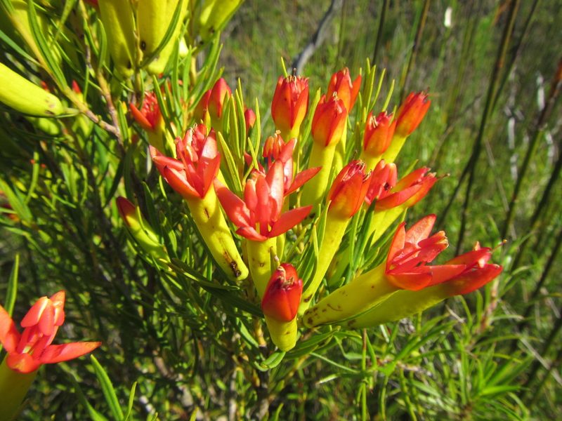 Penaea retzioides, photographed by douglaseustonbrown