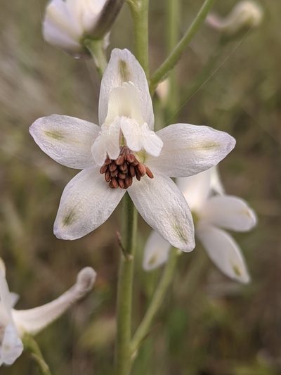 Delphinium gypsophilum, photographed by Alex Heyman