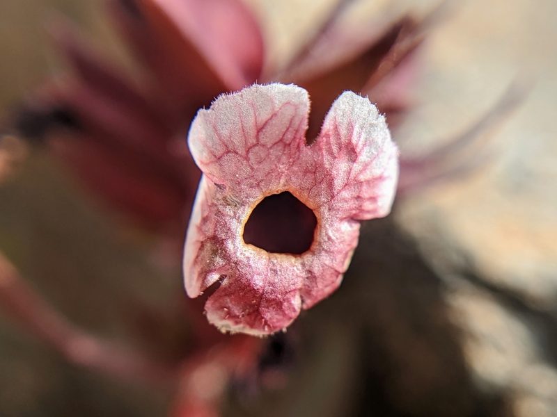 Diplacus mohavensis, photographed by Alex Heyman