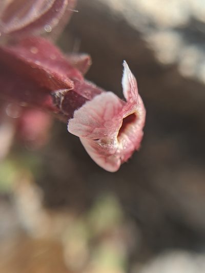 Diplacus mohavensis, photographed by Alex Heyman