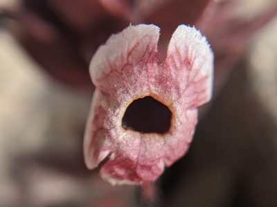 Diplacus mohavensis, photographed by Alex Heyman