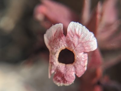 Diplacus mohavensis, photographed by Alex Heyman