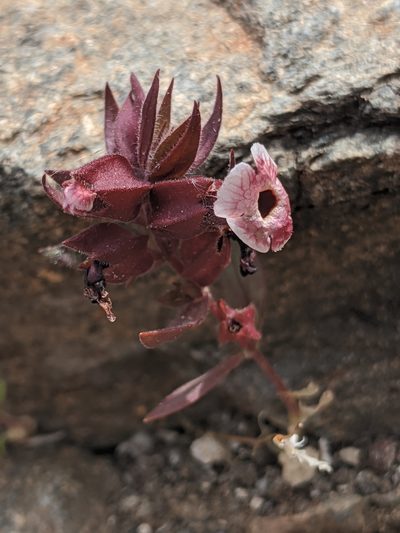 Diplacus mohavensis, photographed by Alex Heyman