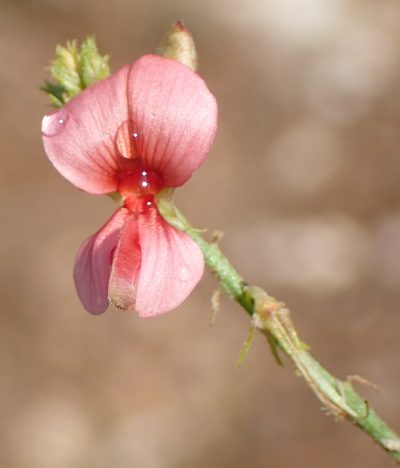 Indigofera heterotricha, photographed by Nicola van Berkel