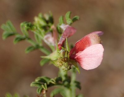 Indigofera heterotricha, photographed by Nicola van Berkel