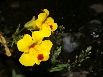 Erythranthe lutea, photographed by Asiel Olivares