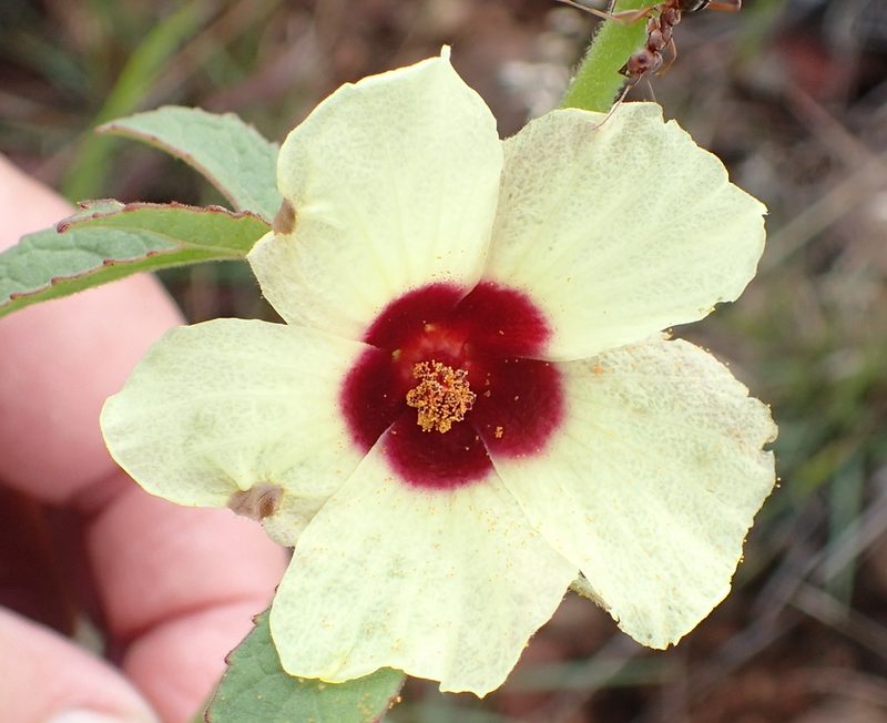 Sabdariffa nigricaulis, photographed by Nicola van Berkel