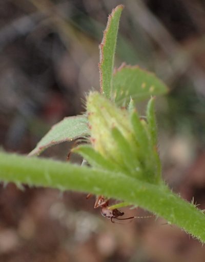 Sabdariffa nigricaulis, photographed by Nicola van Berkel
