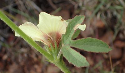 Sabdariffa nigricaulis, photographed by Nicola van Berkel