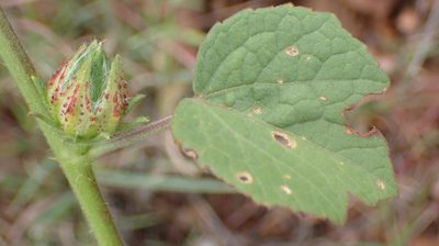 Sabdariffa nigricaulis, photographed by Nicola van Berkel