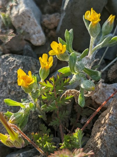 Eriophyllum ambiguum, photographed by Alex Heyman
