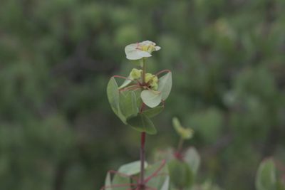 Euphorbia schlechtendalii, photographed by Alexis López Hernández