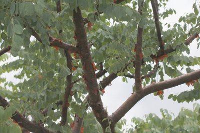 Pseudosmodingium perniciosum, photographed by Alexis López Hernández