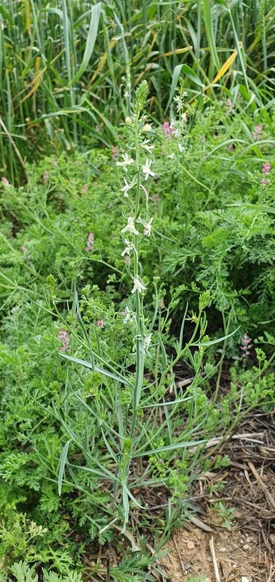 Linaria chalepensis, photographed by Татьяна Прозорова
