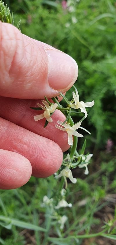 Linaria chalepensis, photographed by Татьяна Прозорова