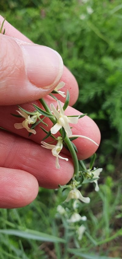 Linaria chalepensis, photographed by Татьяна Прозорова