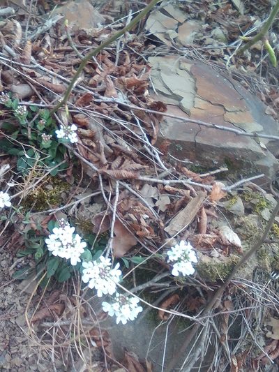 Noccaea macrantha, photographed by Михаил Орлов