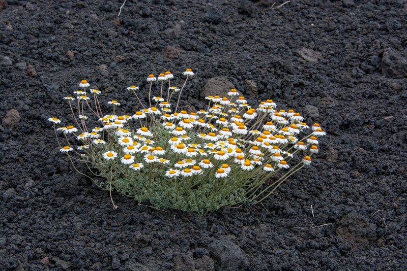 Anthemis aetnensis, photographed by William Stephens