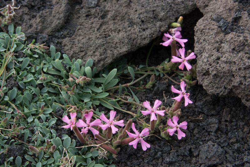 Saponaria sicula, photographed by William Stephens