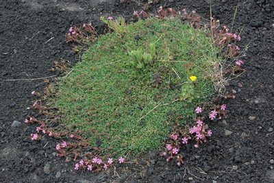 Saponaria sicula, photographed by William Stephens