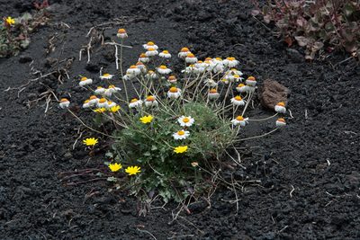 Anthemis aetnensis, photographed by William Stephens
