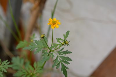 Bidens ballsii, photographed by Neptalí Ramírez Marcial