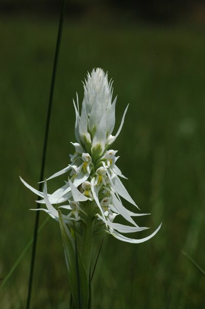 Satyrium trinerve, photographed by TOUROULT Julien