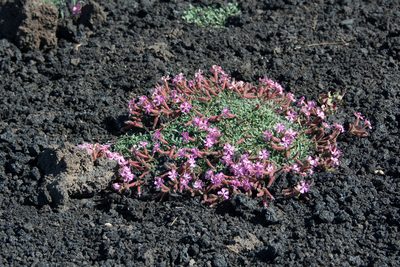 Saponaria sicula, photographed by William Stephens
