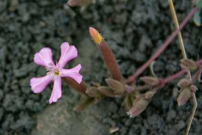 Saponaria sicula, photographed by William Stephens