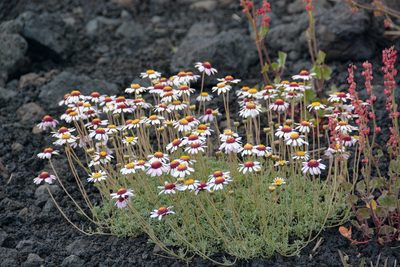 Anthemis aetnensis, photographed by William Stephens