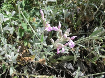 Stachys inflata, photographed by Grzegorz Grzejszczak