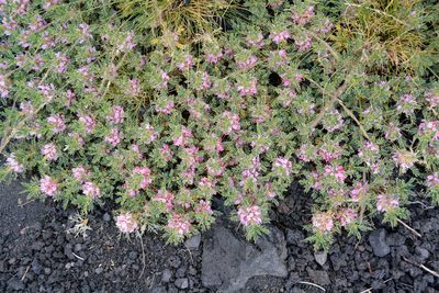 Astragalus siculus, photographed by William Stephens